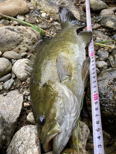 スモールマウスバスの釣果