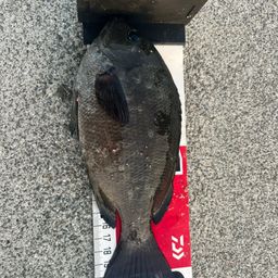 クチブトグレ