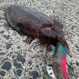 コウイカ