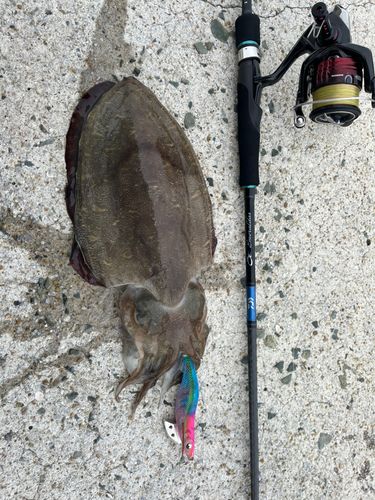 モンゴウイカの釣果