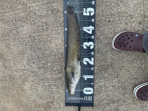 ナマズの釣果