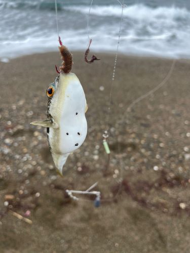 フグの釣果