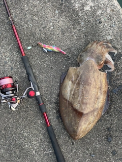 モンゴウイカの釣果