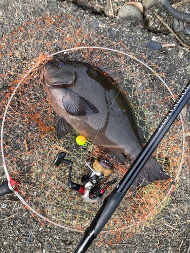 メジナの釣果
