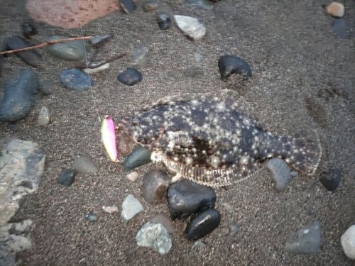 ソゲの釣果