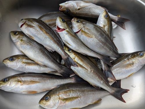 イサキの釣果