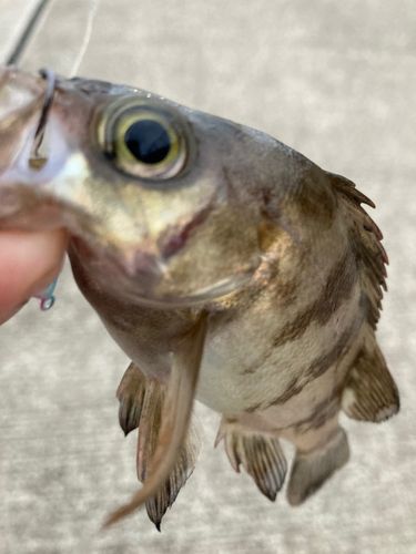 メバルの釣果