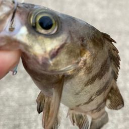 メバル