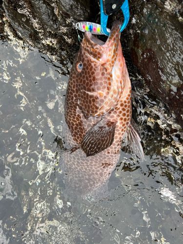 オオモンハタの釣果