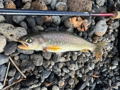 アメマスの釣果