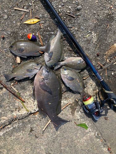 メジナの釣果