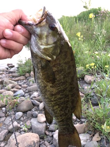スモールマウスバスの釣果