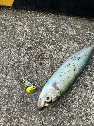 アオアジの釣果