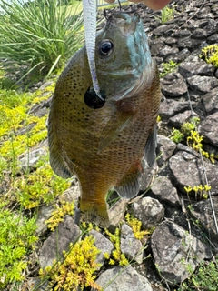 ブルーギルの釣果