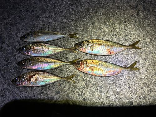 アジの釣果