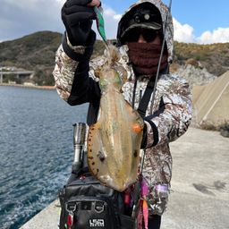 アオリイカ