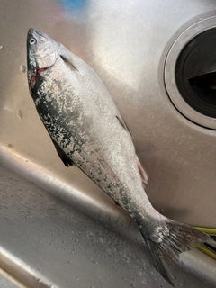 サクラマスの釣果