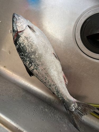 サクラマスの釣果