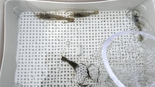 テナガエビの釣果
