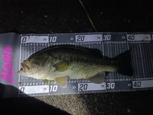 ブラックバスの釣果