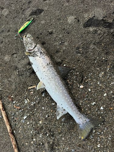 アメマスの釣果
