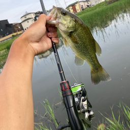 ラージマウスバス