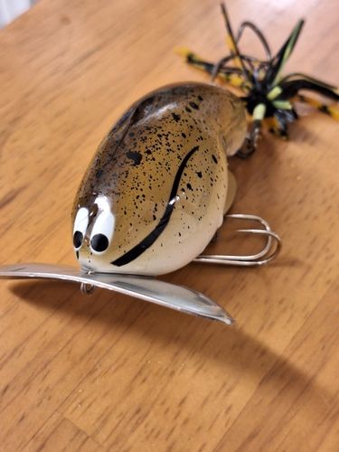 マナマズの釣果