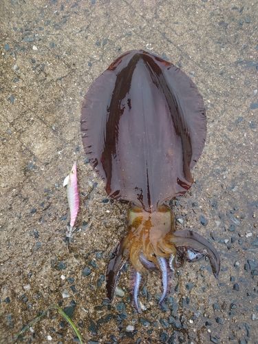 アオリイカの釣果