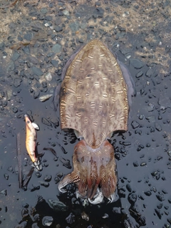 モンゴウイカの釣果