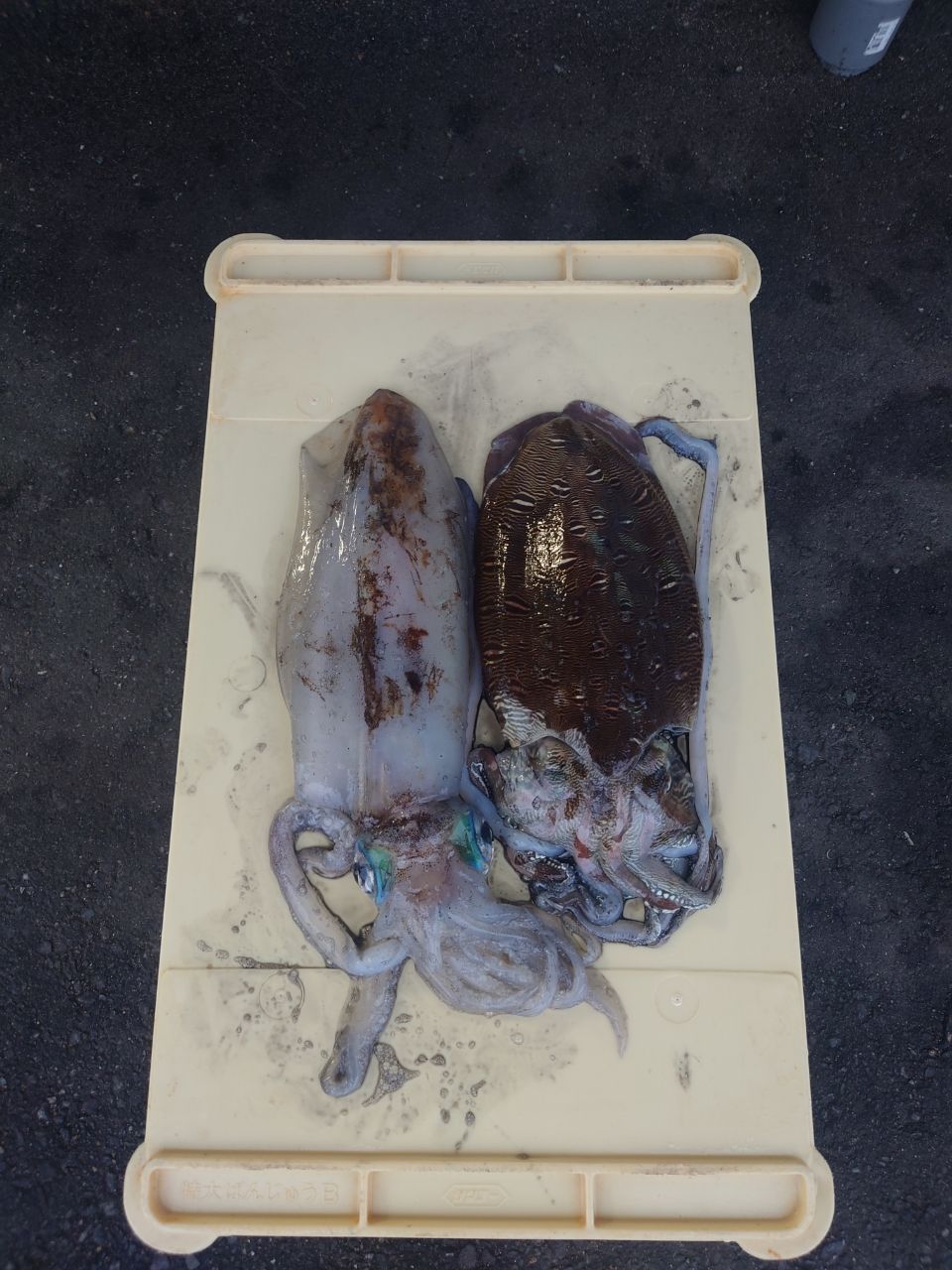 マサヒロ1007 さんの 2025年05月22日のモンゴウイカの釣り・釣果情報  