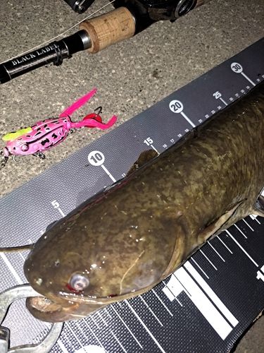 ナマズの釣果