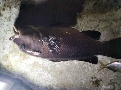 コブダイの釣果