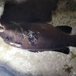 コブダイ