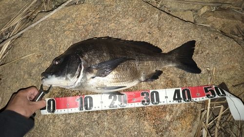 クロダイの釣果