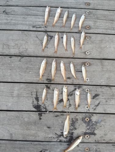 ムツの釣果