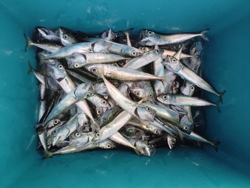 サバの釣果