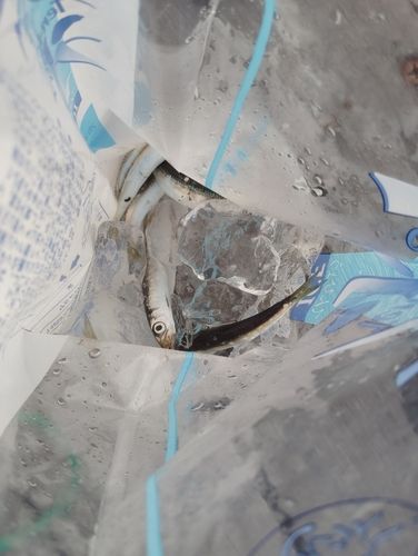 イワシの釣果