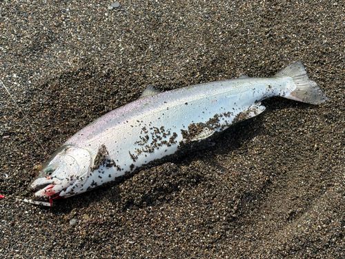 サクラマスの釣果