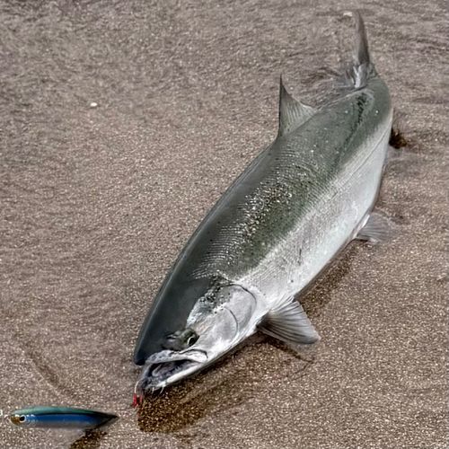 サクラマスの釣果
