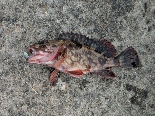 カサゴの釣果