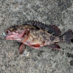 カサゴ