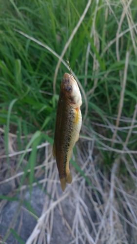 アブラハヤの釣果
