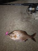 ウミタナゴの釣果