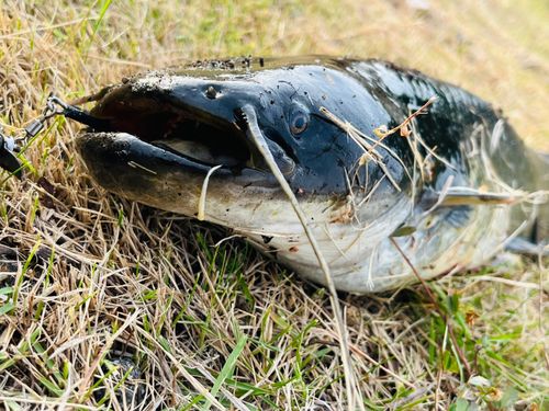 ナマズの釣果