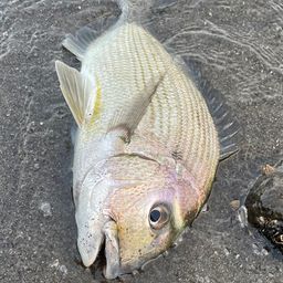ヘダイ