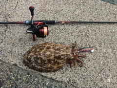 コウイカの釣果
