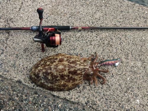 コウイカの釣果