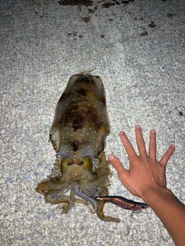 アオリイカの釣果
