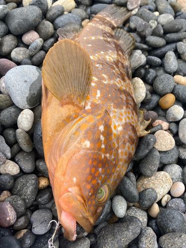 キジハタの釣果