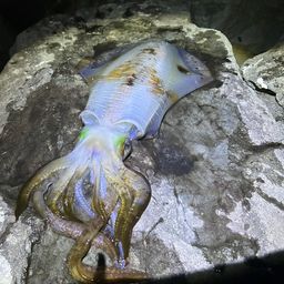 アオリイカ